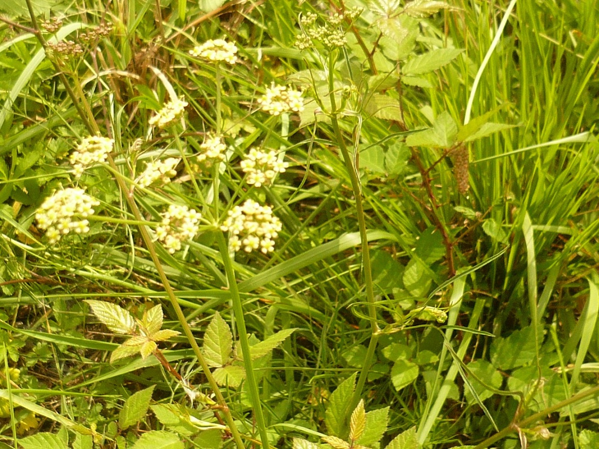 Silaum silaus var. angustifolium (Apiaceae)